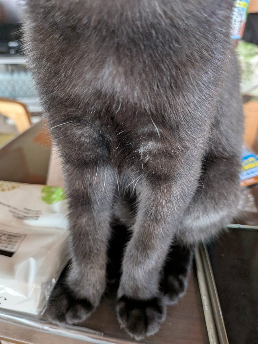 nekoda_222's tweet photo. ごまちゃんは身体のところどころに白くて長い毛がピョンピョンと生えてる

これって黒猫あるあるですか…？ https://t.co/jkOy1gV8qw