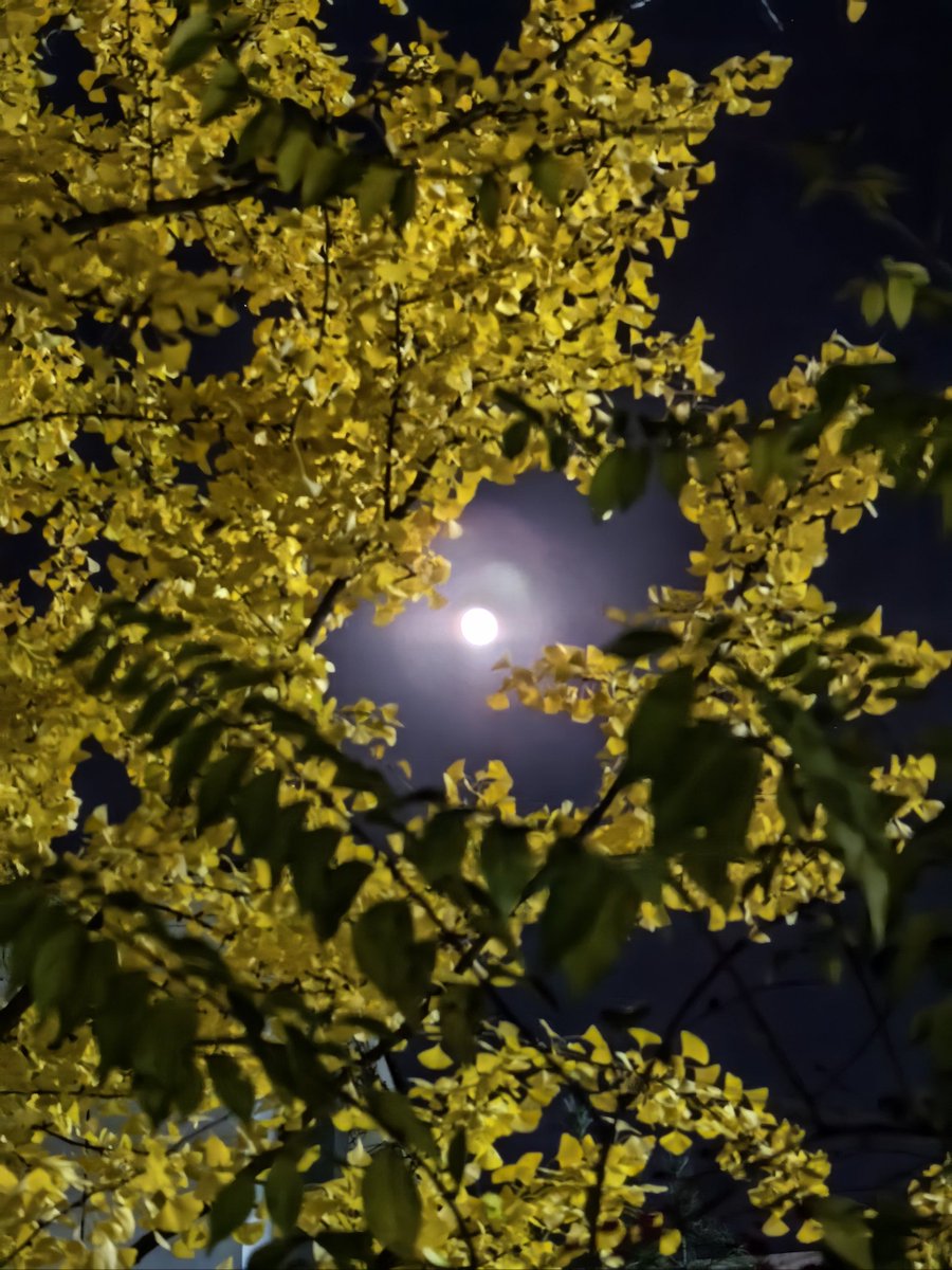 msstaci82's tweet photo. Today's the harvest moon—grab a warm cider, wrap up cozy, and savor this crisp autumn night https://t.co/eWoSvMseXg