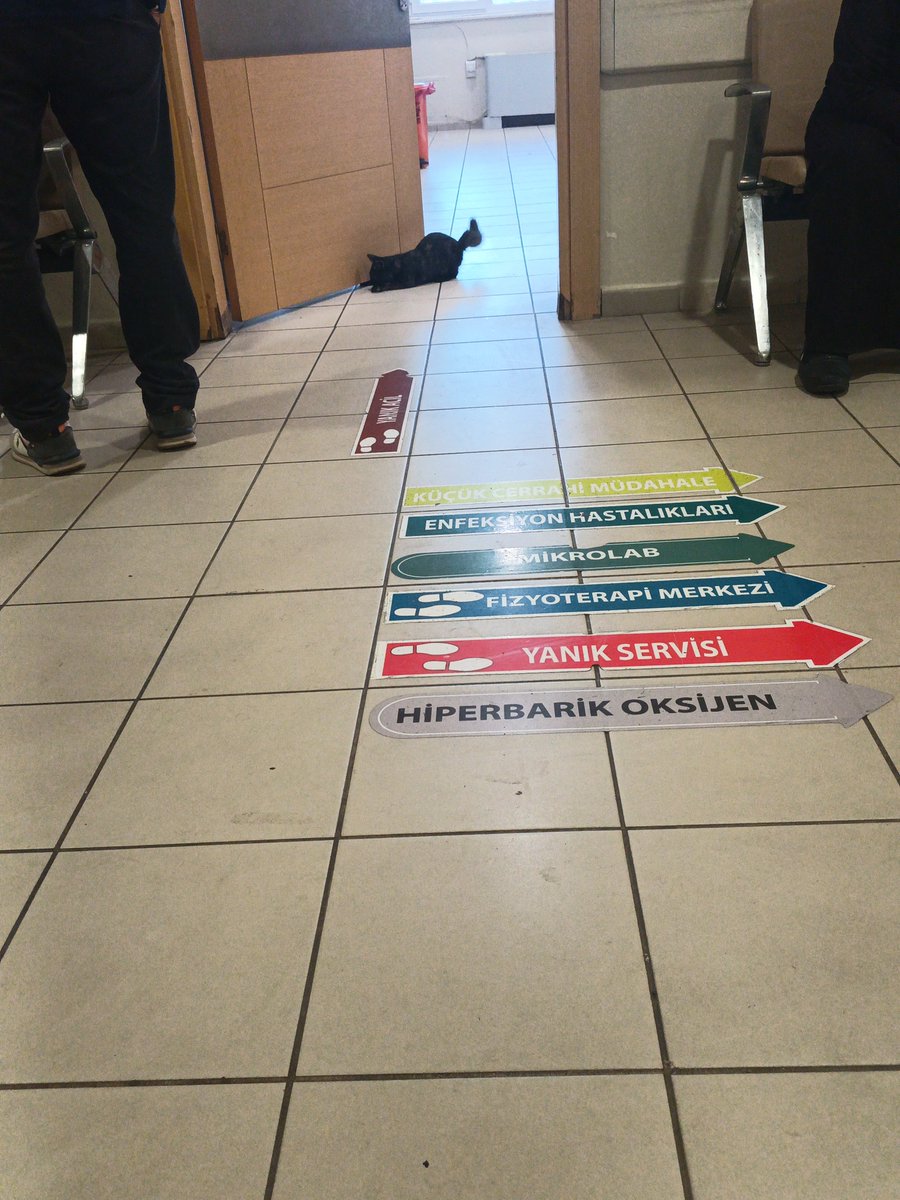 eymen123452's tweet photo. @M_Boynukalin Burası da kartal yanık merkezi. İçerisi kedi dolu. https://t.co/KAG21yvW4y