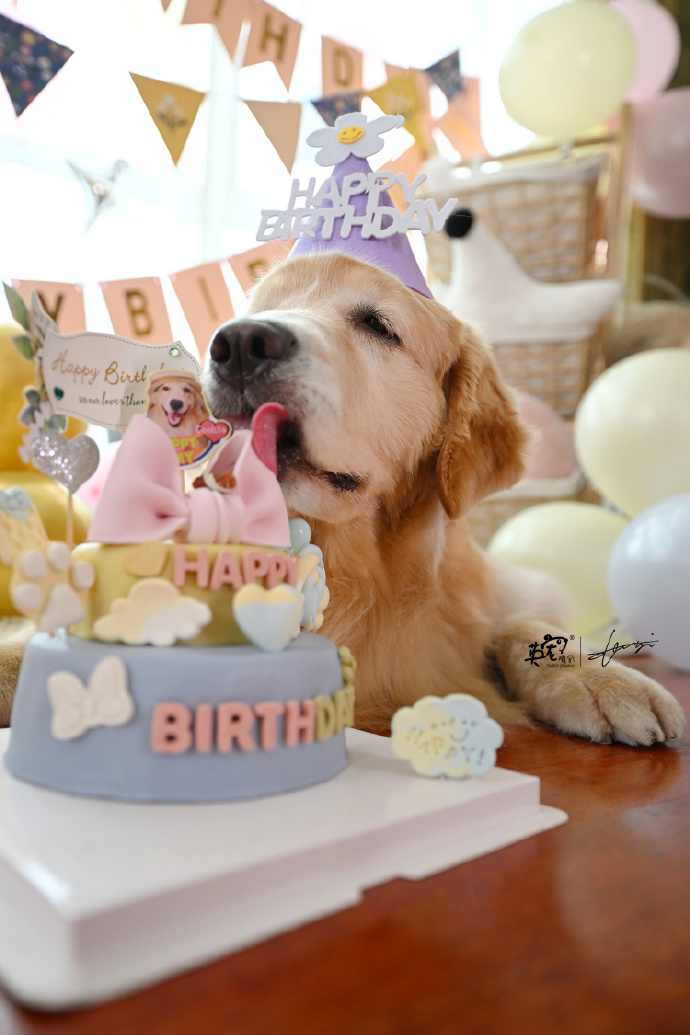 Loooong_Cat's tweet photo. My fur baby’s first birthday! Watching him go from wobbly little pup to this snuggly, mischievous buddy makes my heart full https://t.co/AP2JpmkjWT
