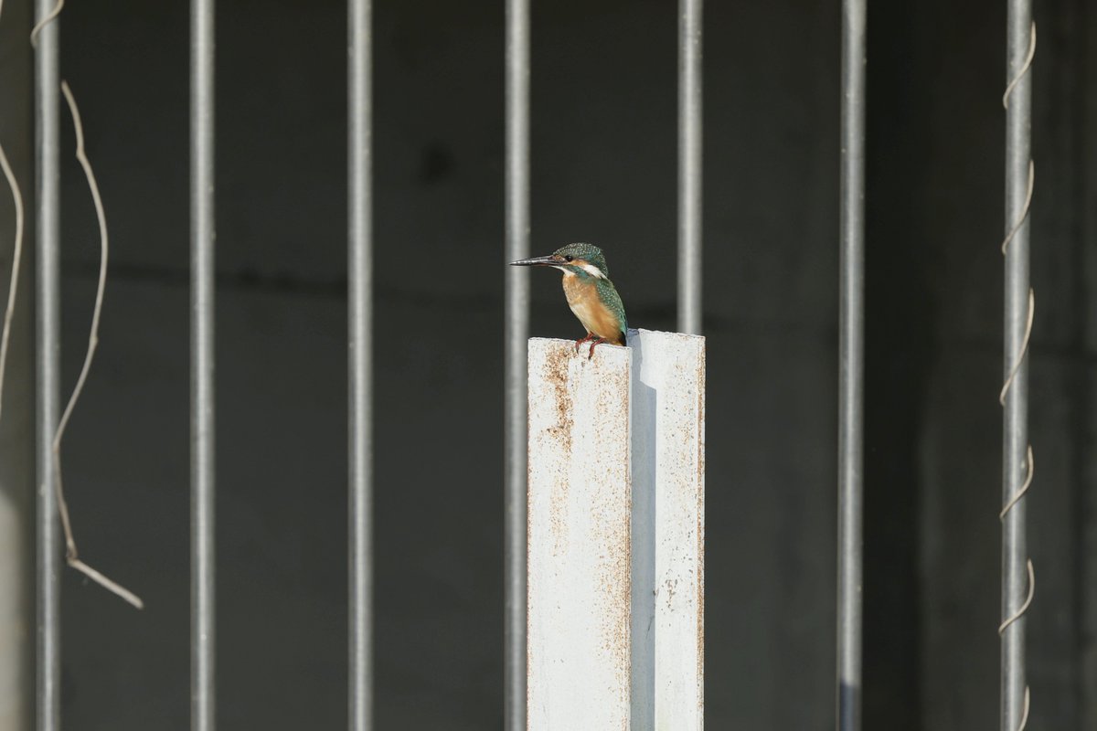 MaruchaX298364's tweet photo. H型鋼杭留まり
この場所で出合えたのは久しぶりでした
#カワセミ #kingfisher #野鳥撮影
#野鳥写真 #野鳥観察 #キリトリセカイ https://t.co/vRISPUEFil
