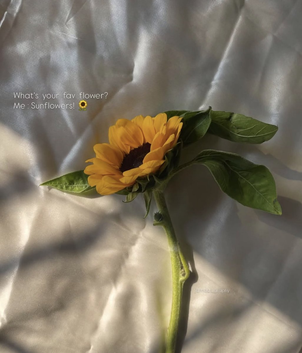 sunflowerchives's tweet photo. Who else would choose sunflowers every time? https://t.co/XFAk6RWxLX