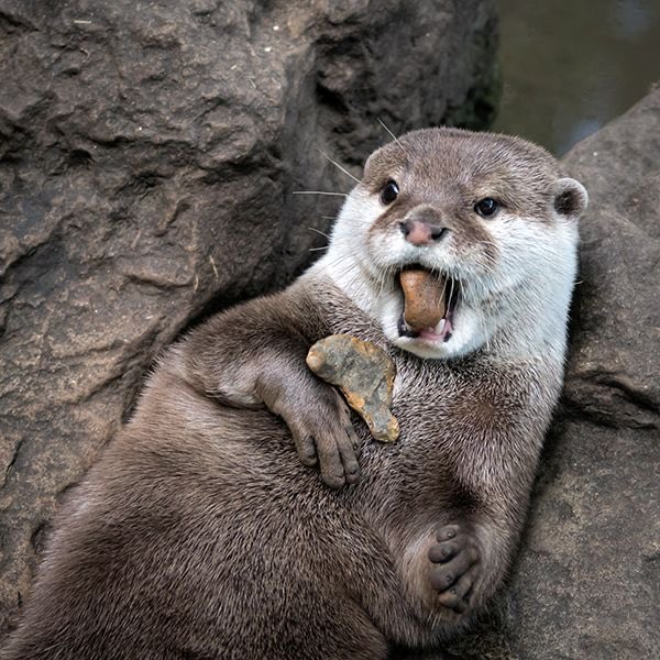 Ottercrisis's tweet photo. Nothing better than an otter and his favorite rocks. https://t.co/d1JA32bXk3