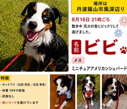 mama88872520's tweet photo. 兵庫県  #丹波篠山市  丹波篠山市河原町  丹波篠山市風深  付近8/16逸走
#黒白茶の垂れ耳犬 ♀️ オッドアイ 左目がブルー  赤いリード付
#迷子犬  #迷い犬  篠山川  篠山城跡  藤岡川  王地山公園
@GambaOsaka04 様まで🙏目撃されたら110番で保護依頼を🙇‍♀️ https://t.co/4TBTQ8K9is