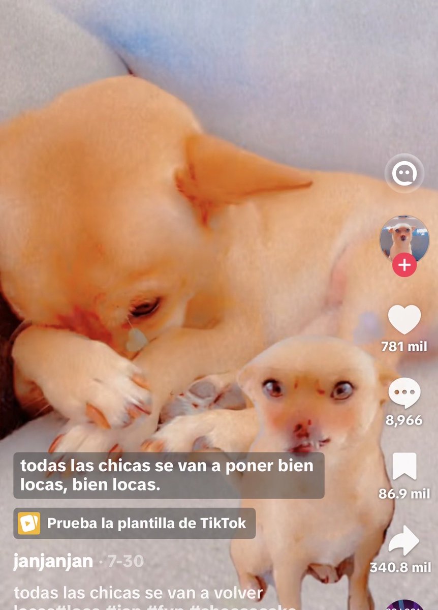 chiminchii's tweet photo. @hyungninie yoo con este perro 😭 https://t.co/jHxuFuyvLD