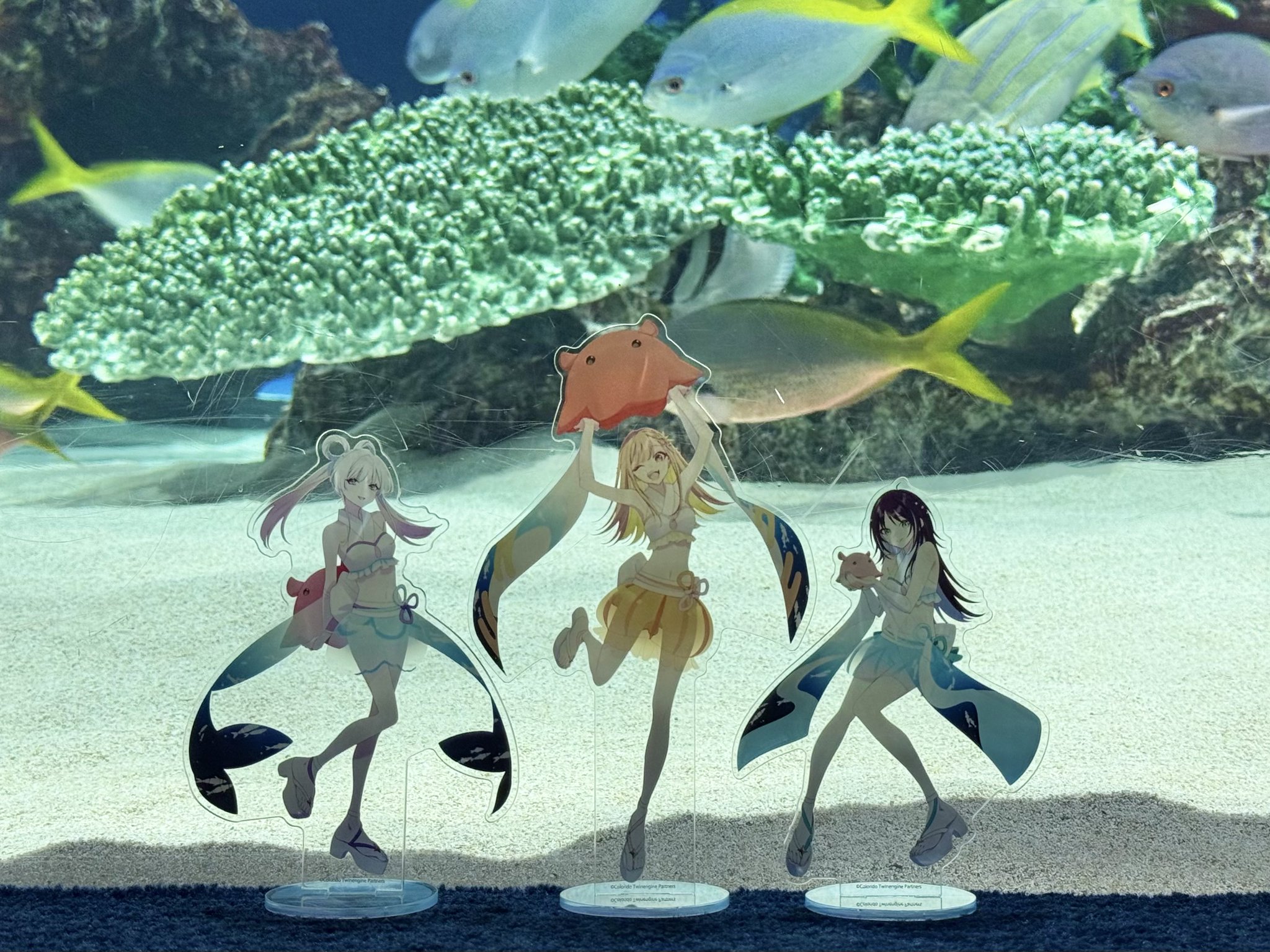 サンシャイン水族館 on X: 