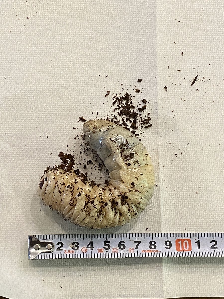 TVI_ibento's tweet photo. 【イルミネーションすいぞくえん in APPI】8月23日まで

※緊急告知※
最後の土日はお得‼️

①各日先着30組様にチャームがあたるガチャガチャメダル１枚プレゼント🎁

②ヘラクレスオオカブトの幼虫を抽選で各日２匹プレゼント🪲
12：00までに入場券１枚購入で１回抽選

https://t.co/YXNpWMD0R5 https://t.co/lUar3J6Z5j