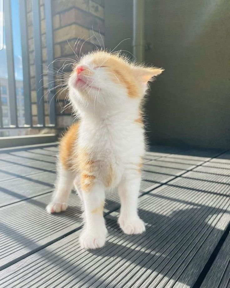 Tovulga's tweet photo. Günaydıııın.. 🐈 https://t.co/TerMW5AoPz