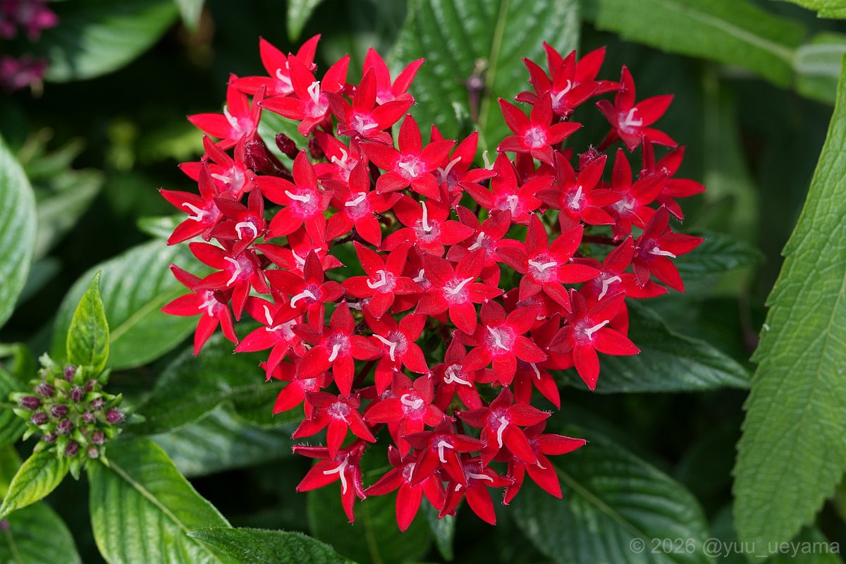 yuu_ueyama's tweet photo. 赤いペンタスのハート。これは二兆バズ確定ですね。
#ペンタス #pentas #FlowerPhotography https://t.co/Buhpz2AGR2