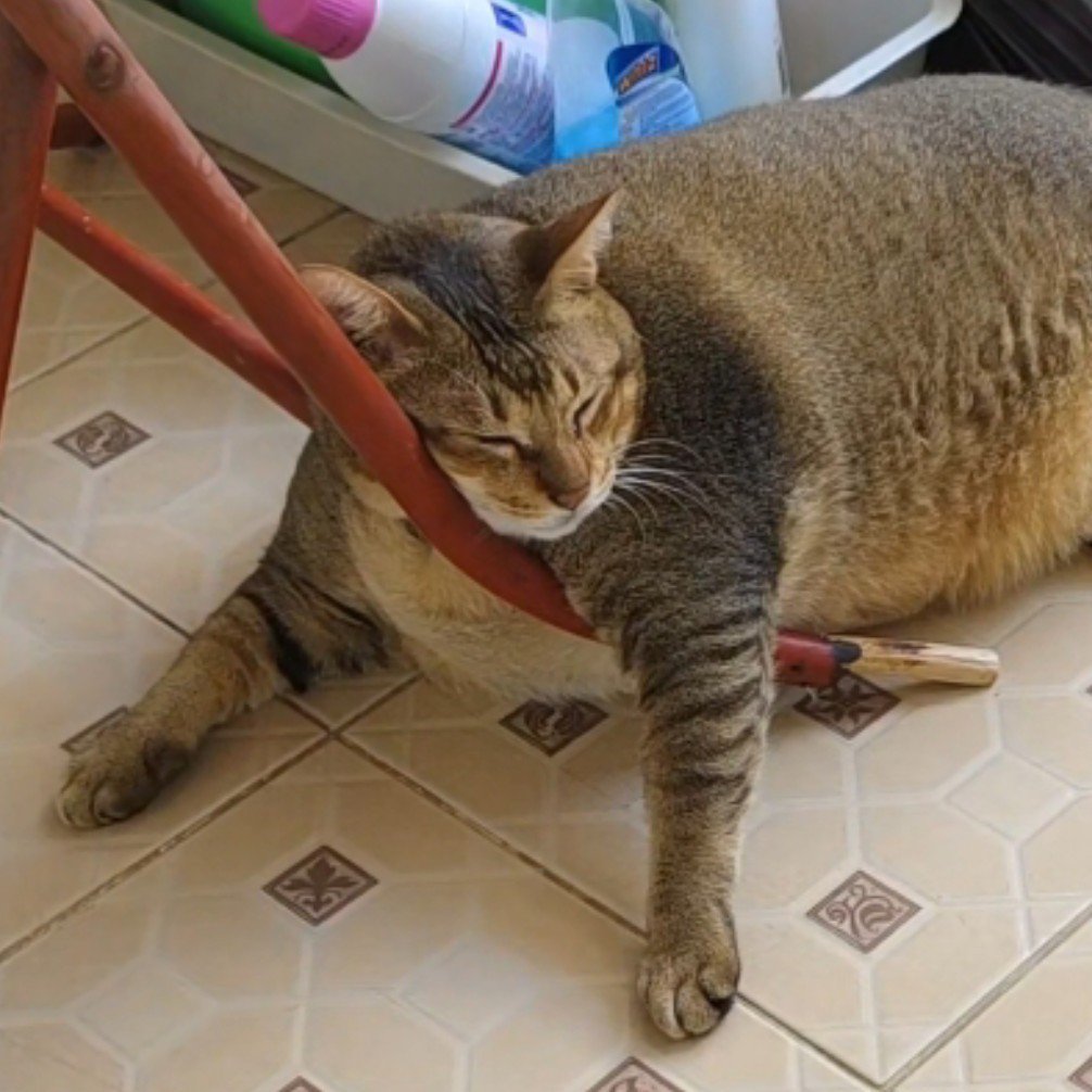melon_gummy's tweet photo. สงสัยน้องเลโอน่าจะคิดว่าเป็นฝาแฝดกันมั้งเนี่ย 55555✨🐱🐱✨ https://t.co/XxbLdEafQb