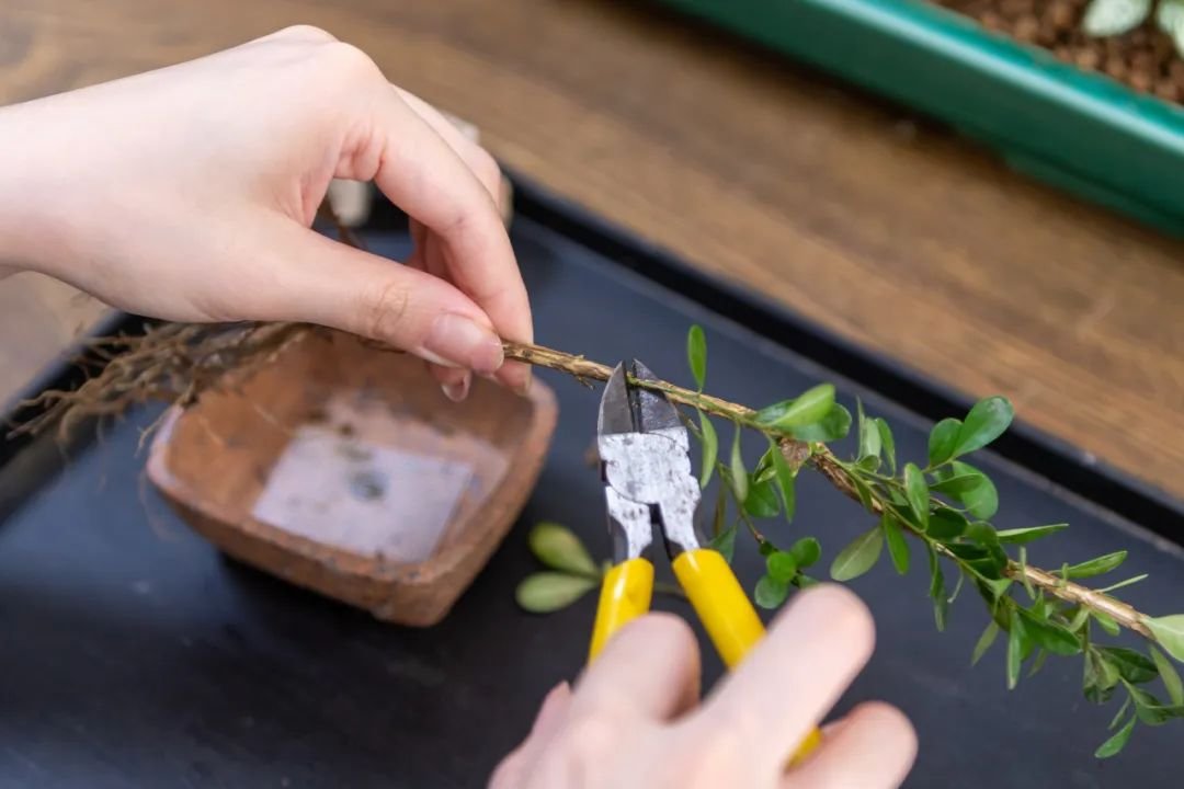 StevenBoylan1's tweet photo. Turn an old glass jar into a cute plant propagation station in 5 mins! Save money u0026 reduce waste  #DIYUpcycle https://t.co/ydmA9sE8bN