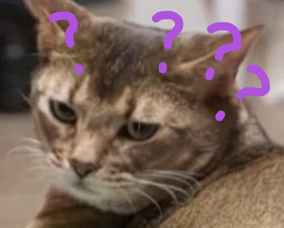 melon_gummy's tweet photo. สงสัยน้องเลโอน่าจะคิดว่าเป็นฝาแฝดกันมั้งเนี่ย 55555✨🐱🐱✨ https://t.co/XxbLdEafQb