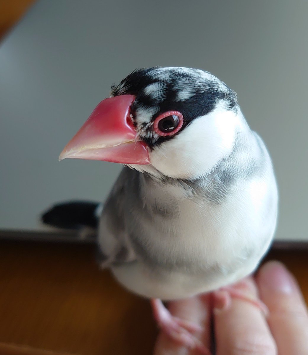 pUeweUq's tweet photo. は、早く帰ってぶん吸いをしないと…(禁断症状)
#桜文鳥　#文吸い　#ぶんちゃん https://t.co/t77LmEBuf4