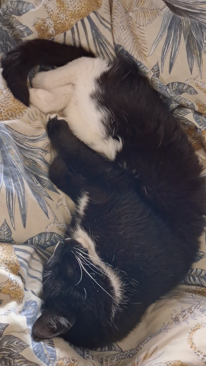 mrtrebi's tweet photo. E da sam mačak samo jedan 🙂
#cat https://t.co/aqUIjCWO0t