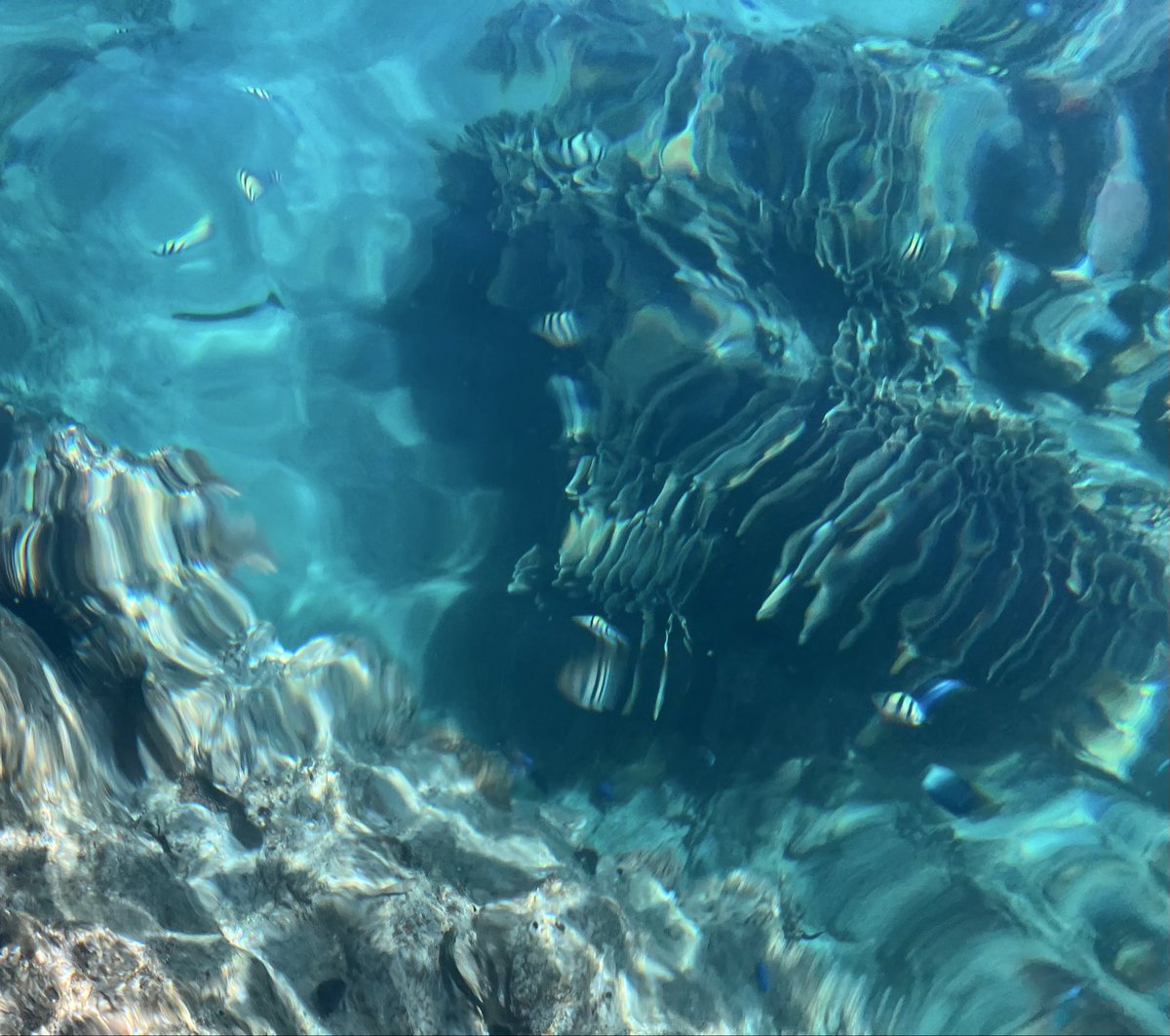 tttt4532's tweet photo. 海めっちゃ綺麗
魚めっちゃおったわー https://t.co/pHU0Q5G9r6