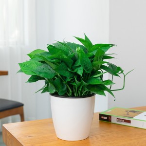 MalettoAlex's tweet photo. Pro tip for your pothos! Let the top 2 inches of soil dry out before watering, and it’ll thrive with bright indirect light ， https://t.co/oRUCa5yMXK