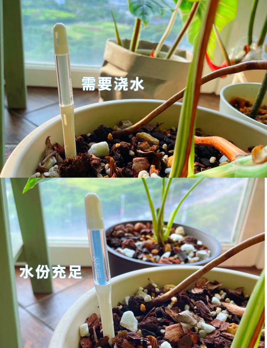 vgaddis8's tweet photo. Remember to check the soil moisture of your pothos before watering—stick your finger 1 inch deep, water only if it’s dry, and your plant will thrive! https://t.co/CMx8JgFpy1
