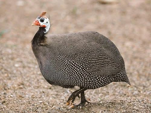 IgboHistoFacts's tweet photo. Did You Know That?

In Igbo land, it is taboo to eat vulture because it is viewed as unclean meat. Udele bụ ajọ anụ!

Despite its beauty, the guinea fowl (Ọgazị) is never used for any ritual. E jighị ọgazị agọ mmụọ!

Retweet to educate someone https://t.co/cVqur67hNs