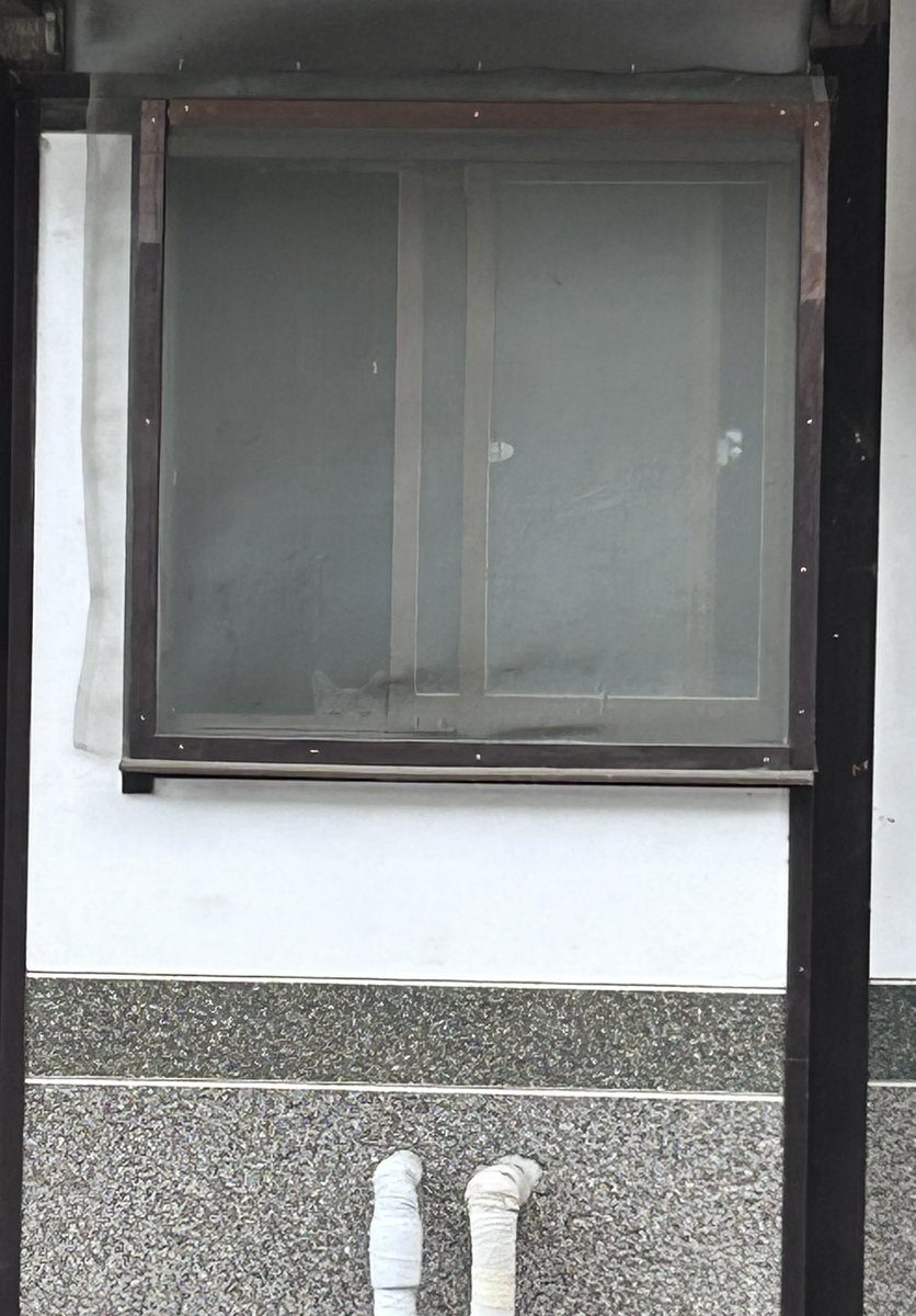 0iQjl's tweet photo. 祖母が窓を開けっぱなしにしていたら
母屋にいつもの半野良猫が侵入してた💦
頑張って外に逃がしたけど疲れたぁ https://t.co/y7ZLu336Ab