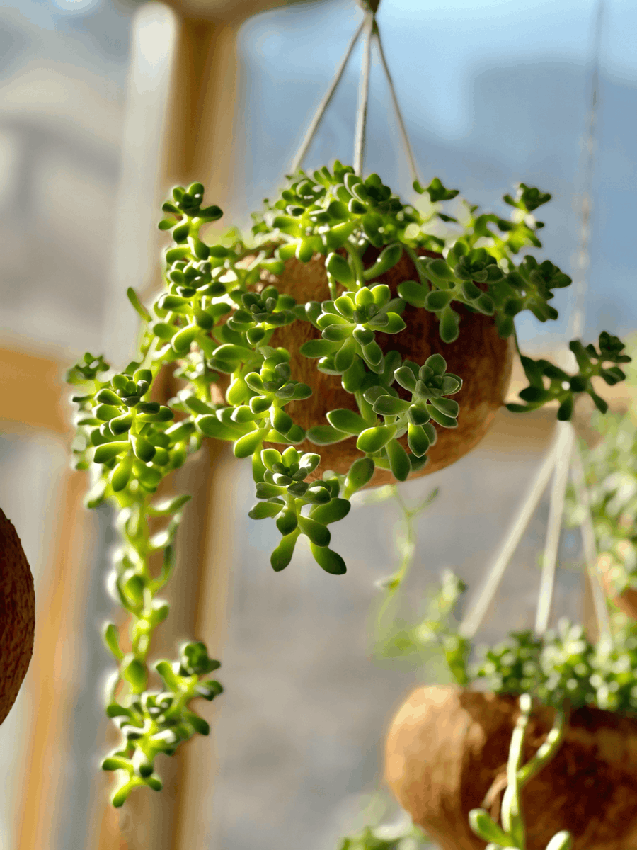 GetachewAdamu7's tweet photo. Turn an old glass jar into a cute succulent planter with just a ribbon and some soil – zero waste, loads of charm! https://t.co/cJGRSDFC0P