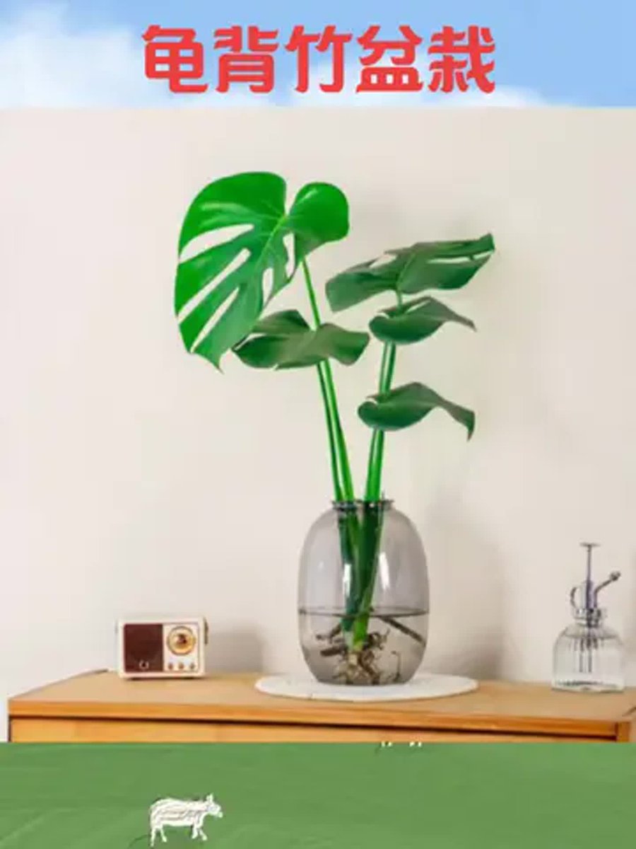 ArabellaBejx's tweet photo. Para que tus plantas duren mucho, riégalas solo cuando la tierra esté seca y dales luz natural indirecta cada día. https://t.co/tbrrrB0fDK