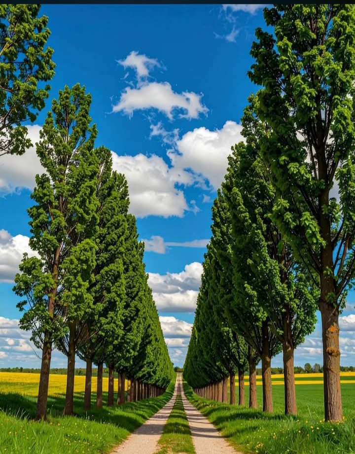 earthviews77's tweet photo. 🌳🌼🌳 beautiful 🌳🌼🌳 https://t.co/xGPil1sZQY