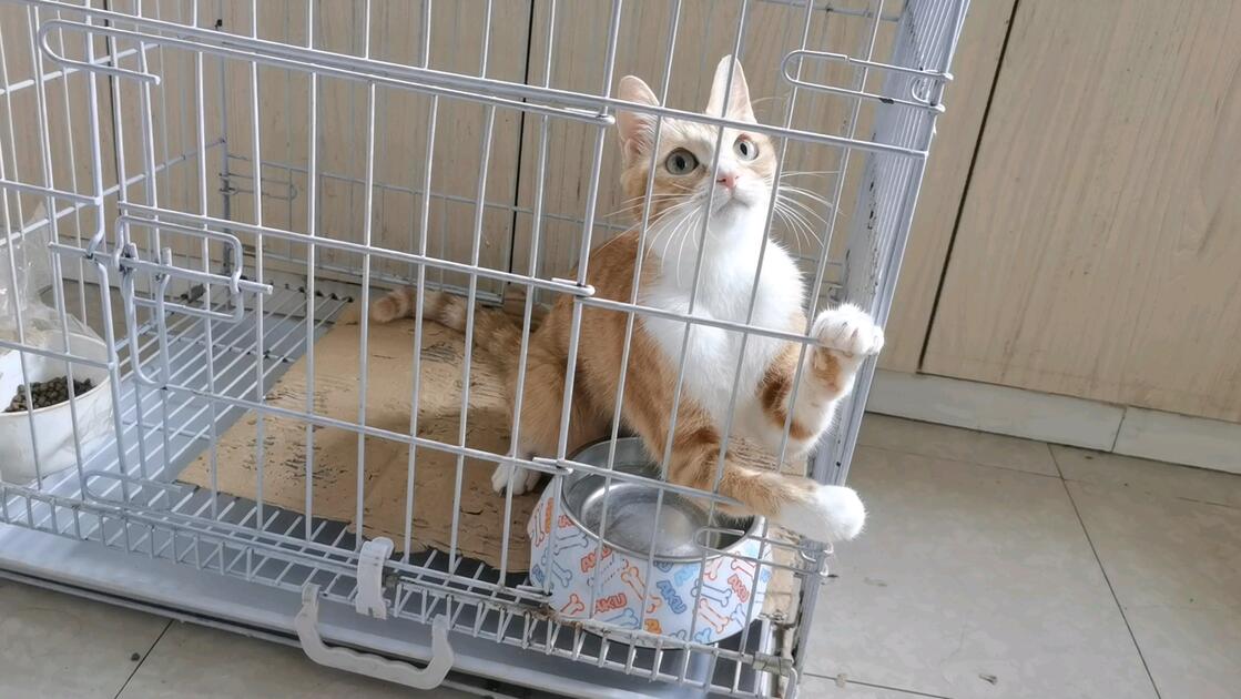 MayaRoyuy's tweet photo. Mi gatito Mishi ya tiene 6 meses, corre, juega y me da besitos todos los días! https://t.co/2xdf3WbfEU