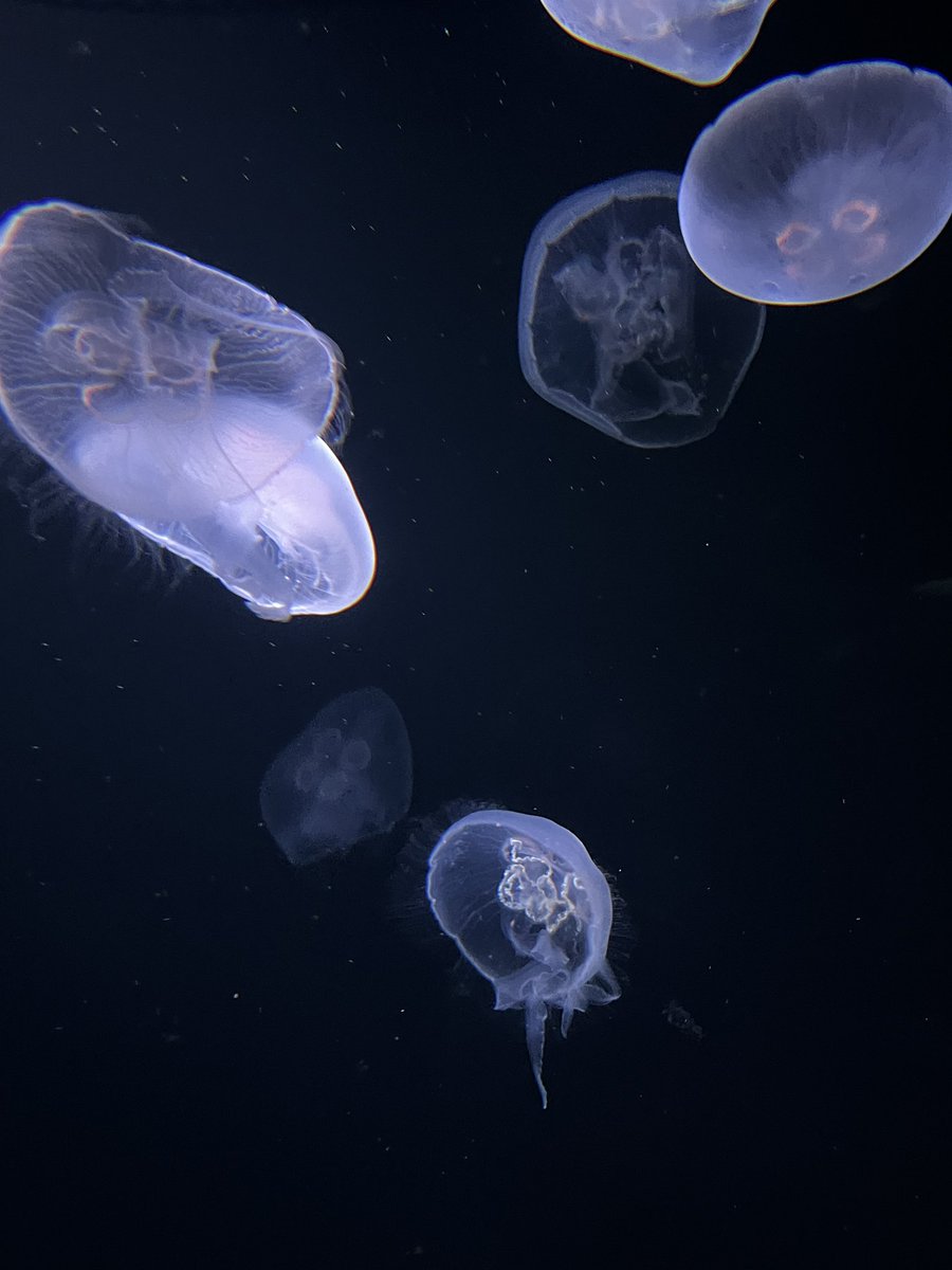 niko_lef's tweet photo. サンシャイン水族館行ってきました！
同じ建物内でイベントあったから小さな名探偵さんがいっぱいいて可愛かった🥰️

ついでに金欠なのに👒ストにも... https://t.co/frHgYAUgY9