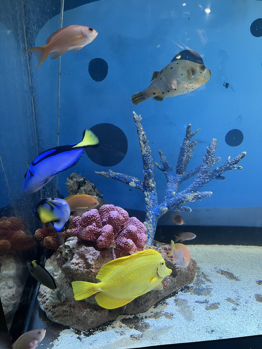 niko_lef's tweet photo. サンシャイン水族館行ってきました！
同じ建物内でイベントあったから小さな名探偵さんがいっぱいいて可愛かった🥰️

ついでに金欠なのに👒ストにも... https://t.co/frHgYAUgY9
