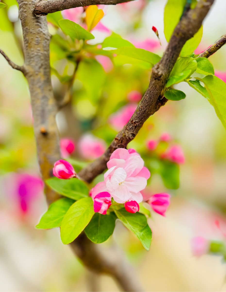 stopdropitlow's tweet photo. The first cherry blossom has bloomed! Wishing you a fresh, warm spring full of tiny happy surprises https://t.co/9KjA3kZASc