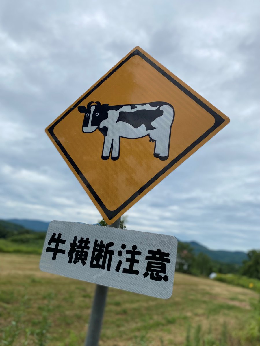 HOKKAIDOLO21007's tweet photo. 北海道中の牛看板、集めてみました🐄

生乳生産量が日本一の北海道！🥛🥛🥛
となると、道路に牛が横断している…なんてこともつきもの。

みなさんは、どの牛看板が好きですか？？✨
別のバリエーションも募集中🙋‍♀️🙋‍♂️ https://t.co/0F6X49W65I