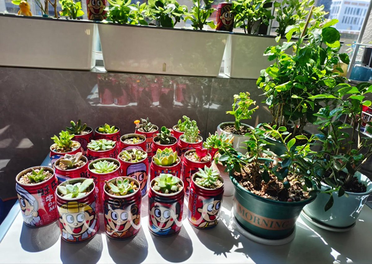 EmilyRoystdz's tweet photo. Transformamos latas vacías en macetas bonitas, reciclar nunca fue tan fácil! https://t.co/6bp4fMKAZv