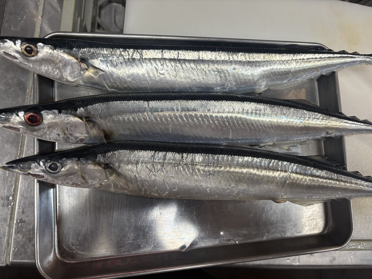 TemaeItamae's tweet photo. 本日の魚たち

新秋刀魚
サバ
平目
金目鯛
たかべ
水だこ

です。
秋刀魚、まだまだ値段が強めですが、今年も割と太そうです。
たかべ。塩焼きがめちゃくちゃ美味い魚です。

#料理屋幸森 #品川区グルメ #大井町グルメ #たかべ #秋刀魚 https://t.co/0j2M2cfPb1