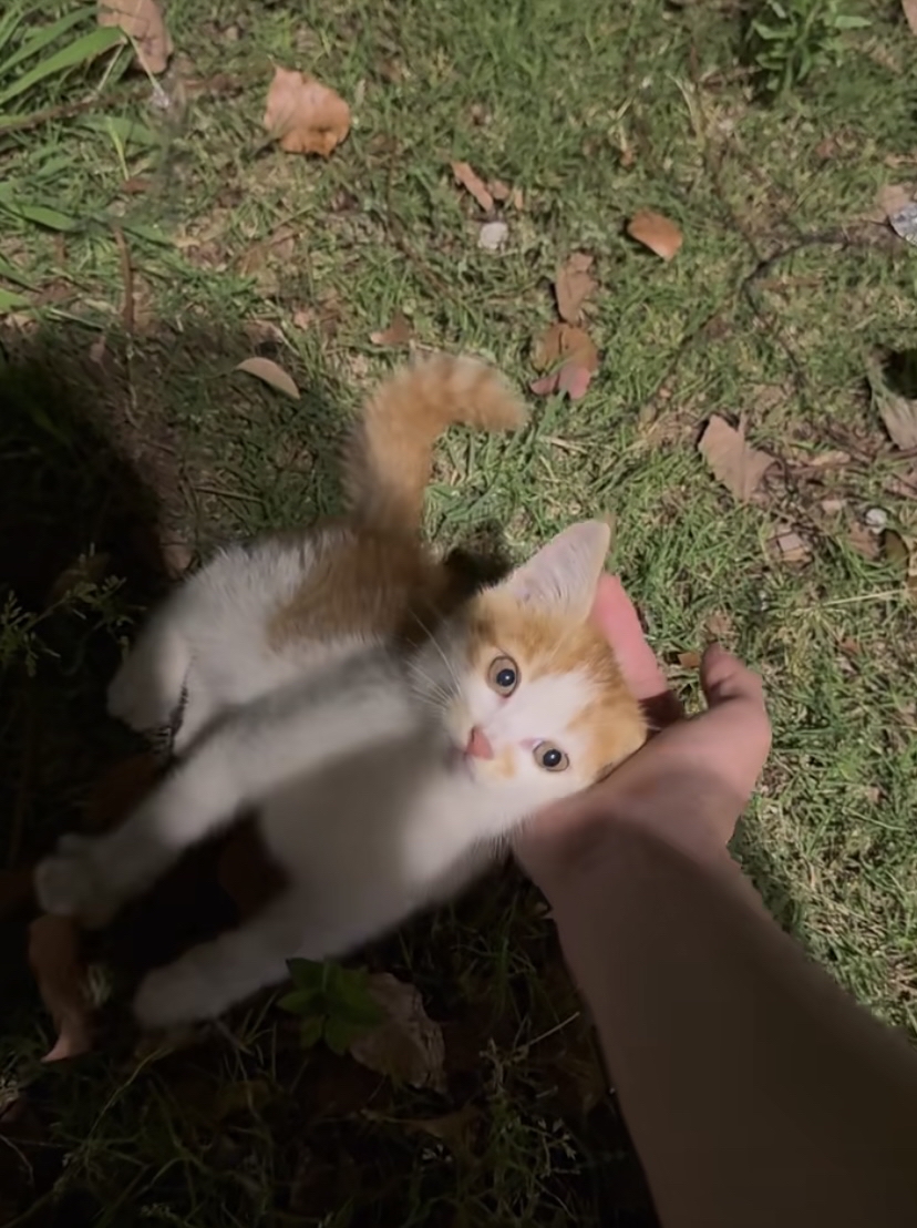 gwictun's tweet photo. 1 year ago this tiny furball conquered my heart  Today she’s zooming around like a tiny tornado of joy! Pet growth hits different , https://t.co/ZFeE9oreN6