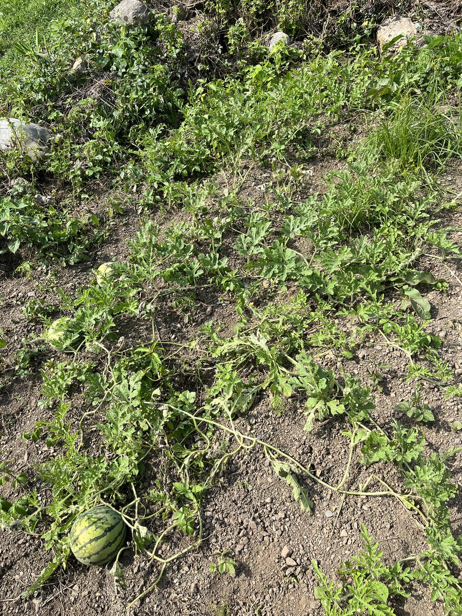 kahapipi's tweet photo. 葉っぱはウリハムシに喰われてる 🍉 https://t.co/1wK34Oj6fb