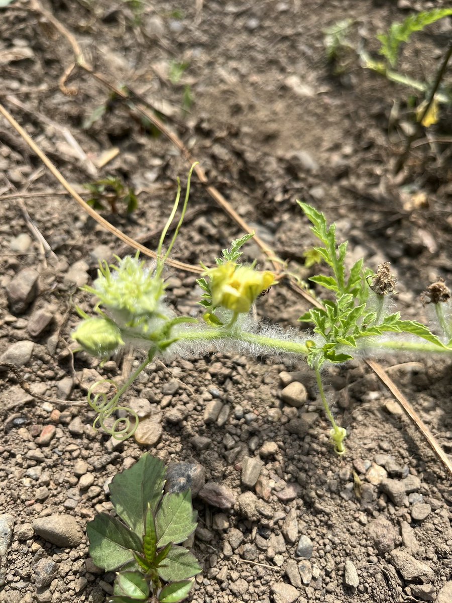 kahapipi's tweet photo. 葉っぱはウリハムシに喰われてる 🍉 https://t.co/1wK34Oj6fb
