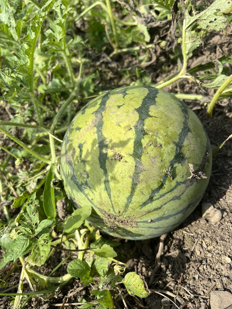 kahapipi's tweet photo. 葉っぱはウリハムシに喰われてる 🍉 https://t.co/1wK34Oj6fb
