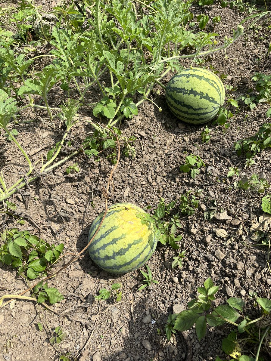 kahapipi's tweet photo. 葉っぱはウリハムシに喰われてる 🍉 https://t.co/1wK34Oj6fb