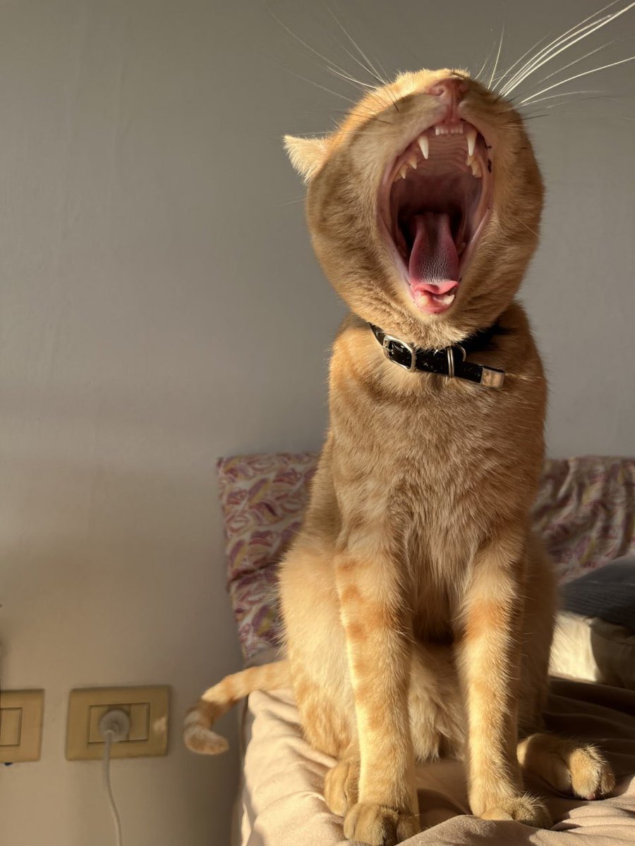 MaliaPuzzle's tweet photo. Bro woke up and chose roar 😹 https://t.co/JsSD90tYcK