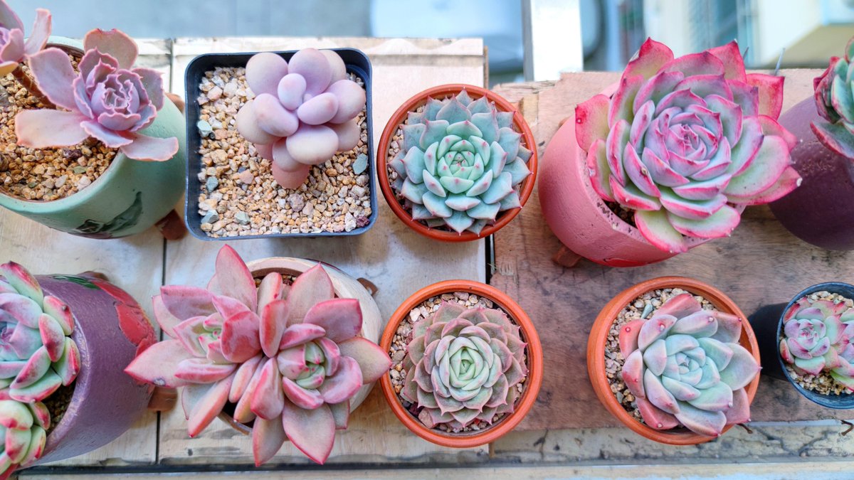 Berber_Fan111's tweet photo. Transform your desk into a calm, productive zone—small potted succulent + cable organizer + a tiny notepad = all you need for focused work vibes. https://t.co/Nnr0vZuluu