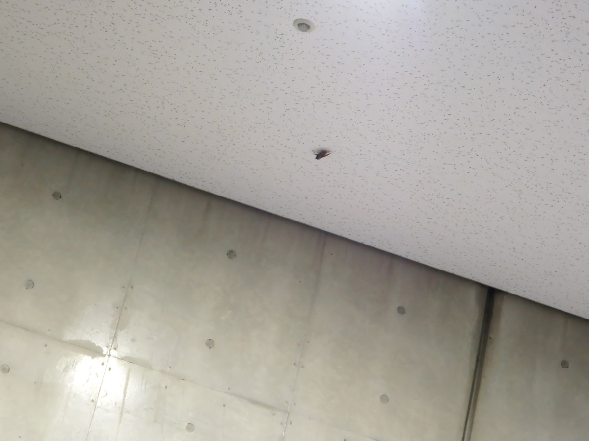 wa_ta_ga_shi's tweet photo. #C88 で壁サーの真上で蝉がミンミン鳴いてたのならあったw https://t.co/mYkcfGs5NW