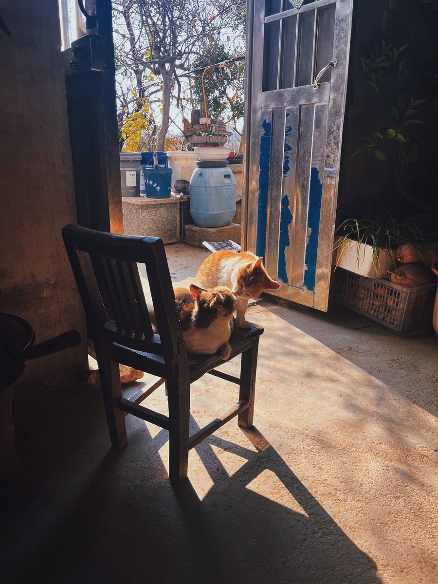 LeonicoJenevive's tweet photo. Sunset glow painting the old street corner, a stray cat napping on a wooden bench—small joys right here. https://t.co/jaq1XAFwVT