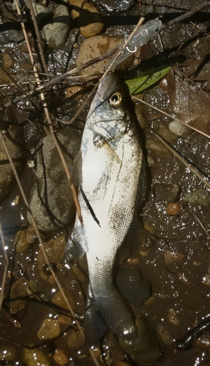 CJ11040309's tweet photo. ど日中🌞隙間フィッシング🎣
風もなく潮も動かない流れもない水温高い そして暑い🥵
トップでチーバス1匹GETするも その後はチェイスはあれど乗ることもなく終了…
目の前にデカイ魚影が見えるもニゴイならぬコイでした😅
間違って釣れなくて良かった
盆過ぎても暑さは まだまだ続きそうだなぁ…以上 https://t.co/wPfTOJFnax