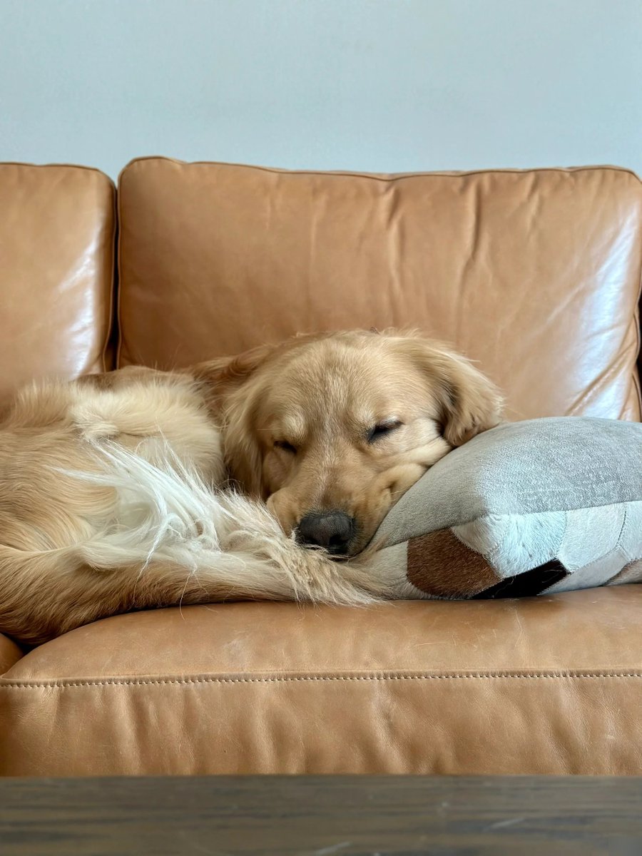 3Malt_s's tweet photo. Every snuggle, silly zoomie, and quiet nap with my pup makes even the hardest days feel warm and full https://t.co/UhQKxWYHE5