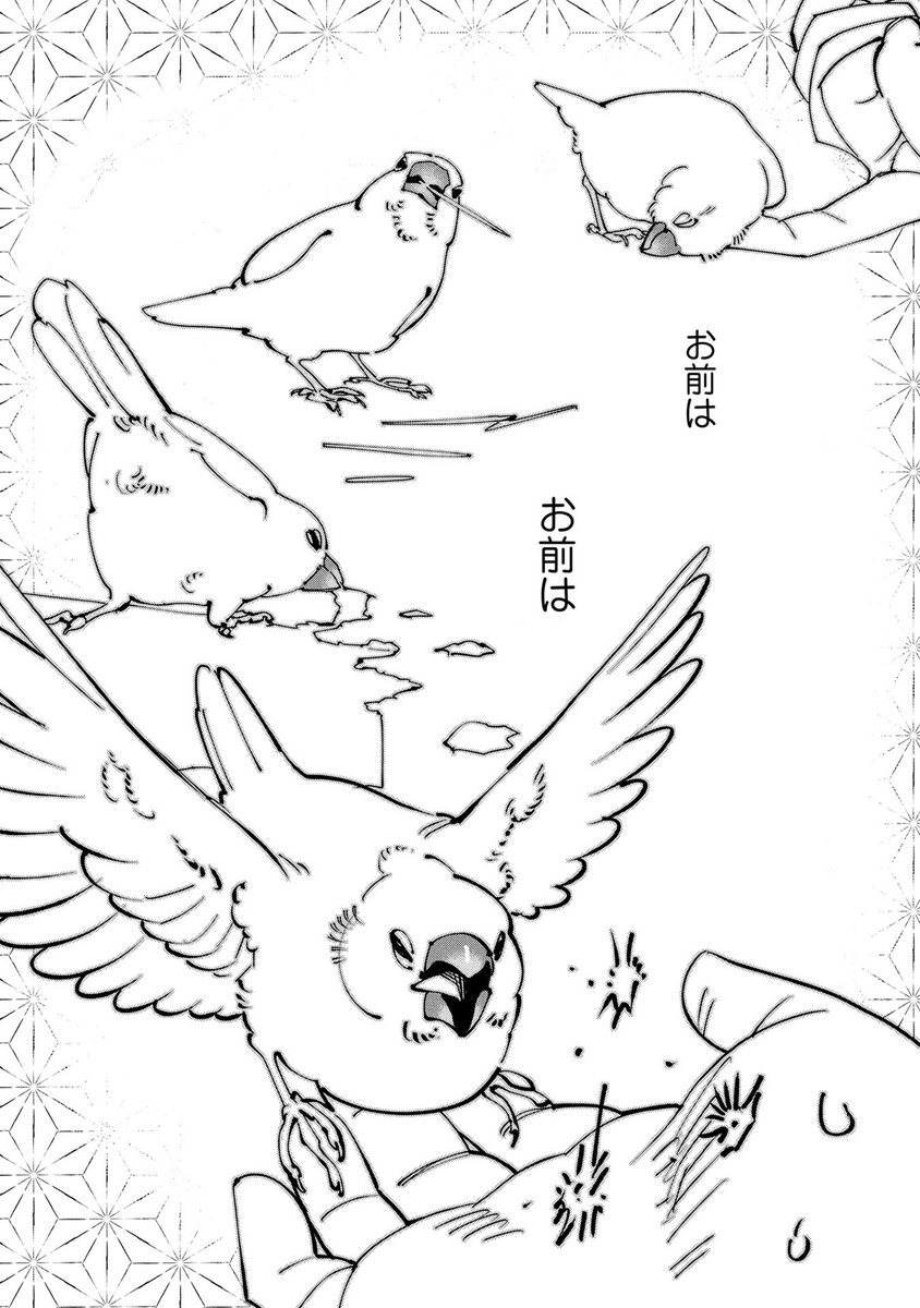 Sato_adachi's tweet photo. 「町娘が運命のイケメン（文鳥）に出会う話」(0/6) https://t.co/zwka4ug8q2
