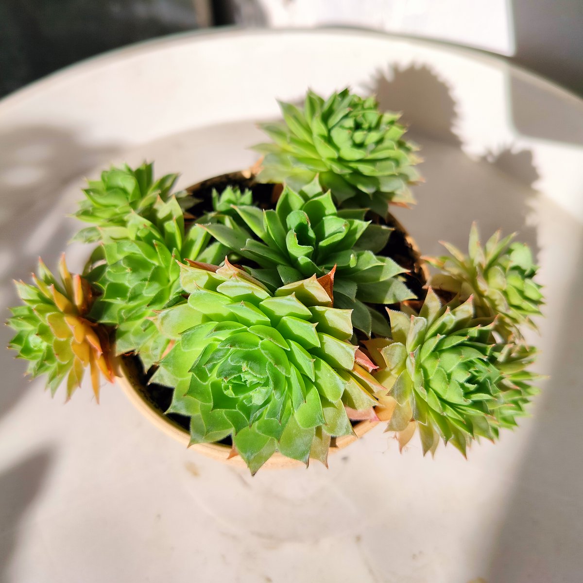 mumun_boy's tweet photo. Pro tip for succulent lovers! Water only when soil is totally dry u0026 give 4+ hrs of soft sunlight daily—they’ll stay plump and happy all season. https://t.co/jSD0OR3Hnu