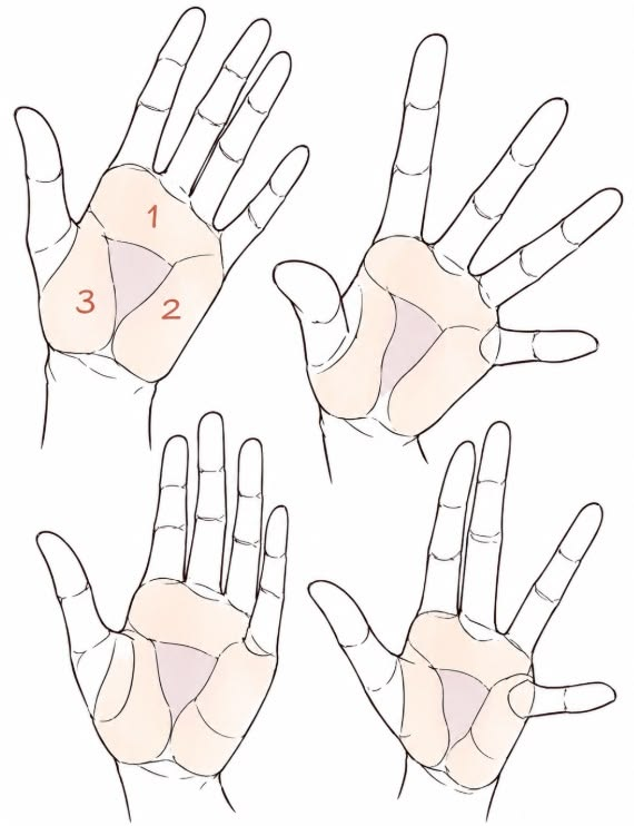fznutri's tweet photo. Mapping the hand. https://t.co/tj4qJZPCch