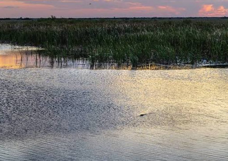 StoriesBySammi's tweet photo. Developers are pushing to build a 600-megawatt AI data center on the edge of the Everglades.

Its waste heat will undo $6 billion in wetland restoration. 🌱

PBA Holdings and TPA Group are pushing "Project Tango" on a 202-acre site in western Palm Beach County, sitting 16 miles west of Mar-a-Lago and just 1,200 feet from Saddle View Elementary School. The parcel sits directly across from a critical pump station that serves as the very first step in pushing fresh water to the southern Everglades.

At peak capacity, a 600-megawatt facility consumes as much electricity as 500,000 homes. During a 12-hour zoning hearing packed with residents protesting noise, energy bill spikes, and environmental destruction, county commissioners voted 5-1 to deny expanding the land footprint.

But the project is far from dead.

Developers are now bypassing the commission using old 2016 zoning approvals for a smaller baseline facility while actively appealing the county's decision under state dispute resolution laws to force the larger plan through via a special magistrate.

To placate the public, developers claim the facility will use closed-loop cooling systems to reduce water withdrawal. But closed-loop systems do not eliminate heat - they discharge massive industrial thermal pollution directly into surrounding air and canals.

When you warm local canals like the L-8 by just 1°C to 2°C (2°F to 4°F) - waterways already choked with agricultural phosphorus and nitrogen - it acts like fuel on a fire.

It triggers rapid blooms of toxic blue-green algae. These cyanobacteria produce microcystin, a severe toxin that poisons drinking water across South Florida, kills local wildlife, and destroys fragile aquatic habitat in the nearby Loxahatchee National Wildlife Refuge.

With developer appeals underway and administrative approvals still active, local residents and conservation groups are demanding state leadership step in and issue a total moratorium on hyperscale data centers near fragile public wetlands.

If tech giants require this much energy for AI, should developers be allowed to use administrative loopholes and state appeals to bypass public land protection? What’s your take? Are you as fed up as I am? Sound off👇 

🦋HumanityUnited #DemsUnited