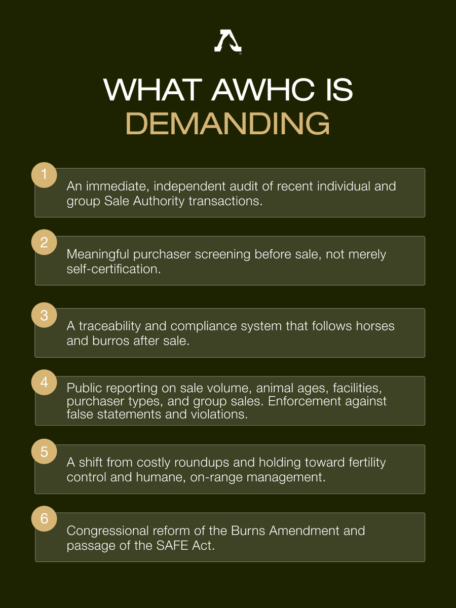 FreeWildHorses's tweet photo. AWHC helped uncover what happened to federally protected wild horses after they left government custody.

A major New York Times investigation now exposes the systemic pipeline putting them at risk.

Read the full investigation: https://t.co/Wxjj5CvxH8 https://t.co/YWypWz0Dts
