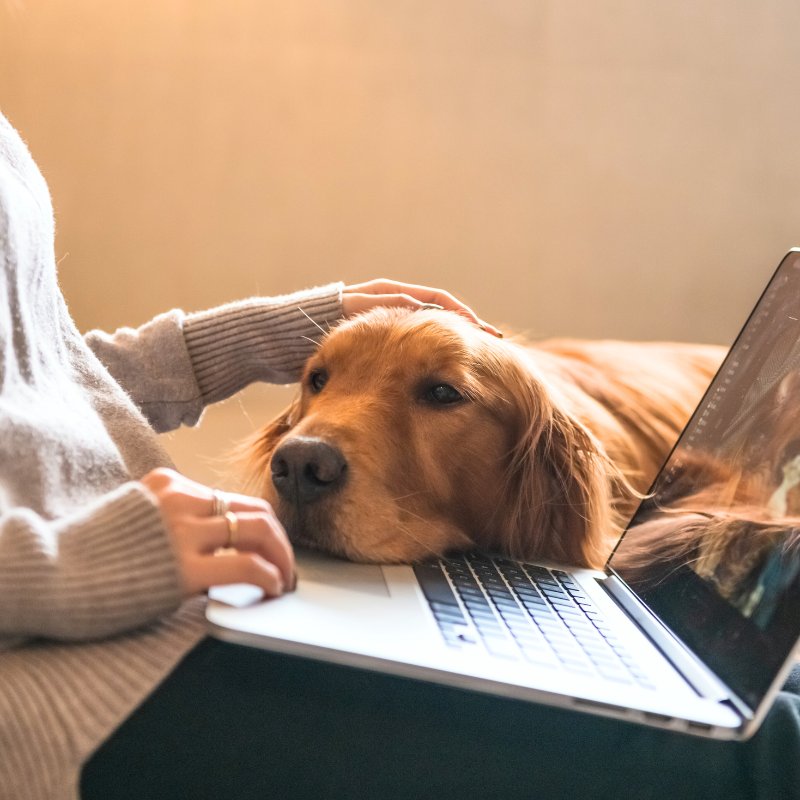 MintMintzz99's tweet photo. My golden retriever curled up on my lap while I worked today—this is the best kind of office perk ， https://t.co/IkUG5JMQzv